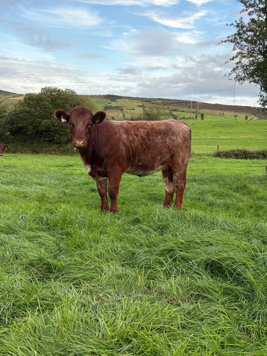 Super 5⭐️ PB Shorthorn Heifer - Image 2