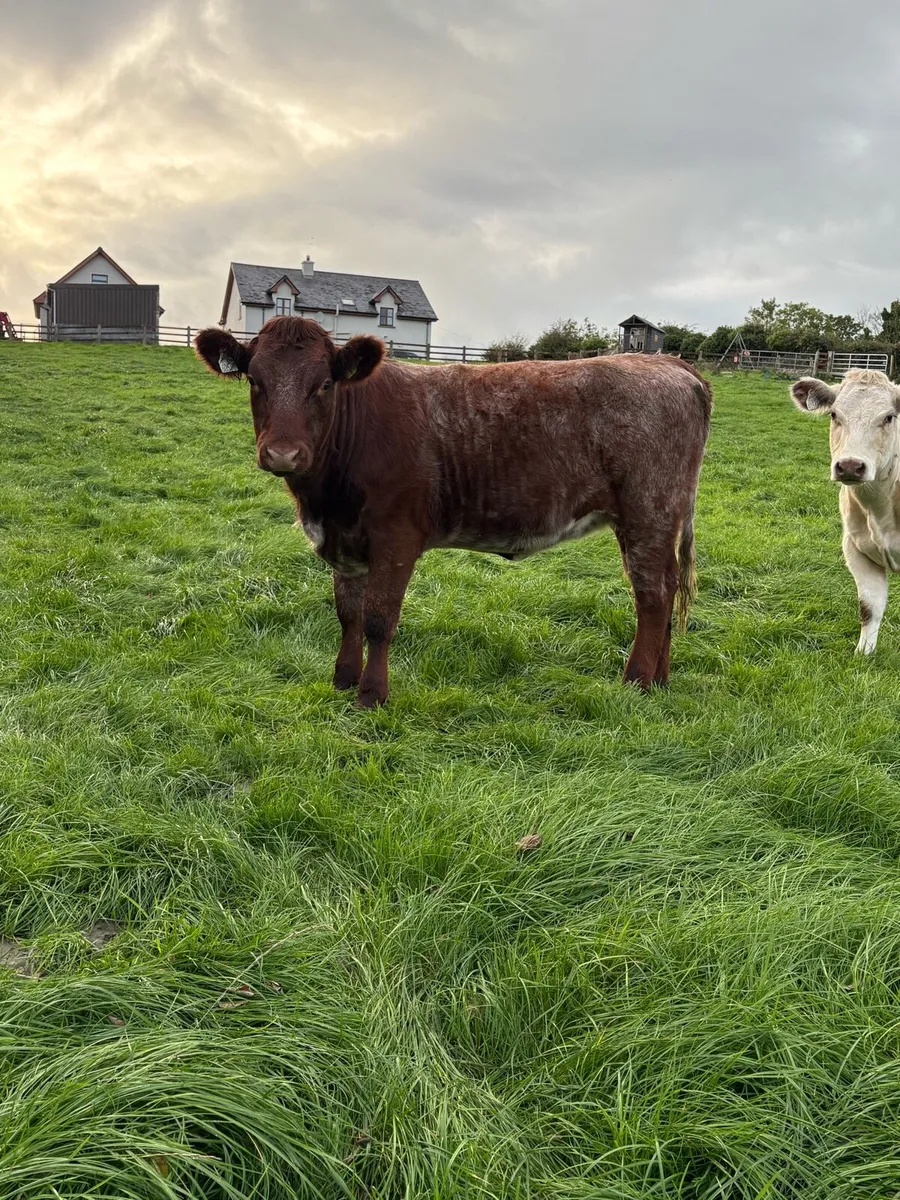 Super 5⭐️ PB Shorthorn Heifer - Image 3