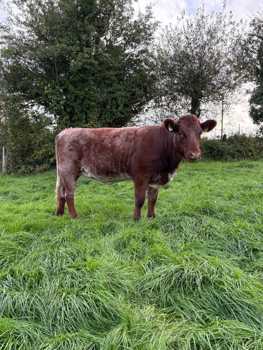 Super 5⭐️ PB Shorthorn Heifer - Image 4