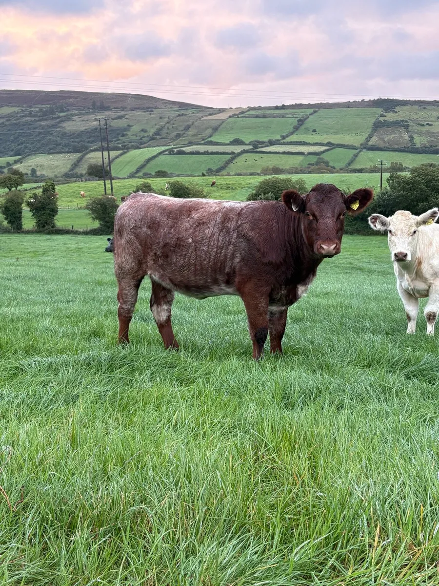 Super 5⭐️ PB Shorthorn Heifer - Image 1