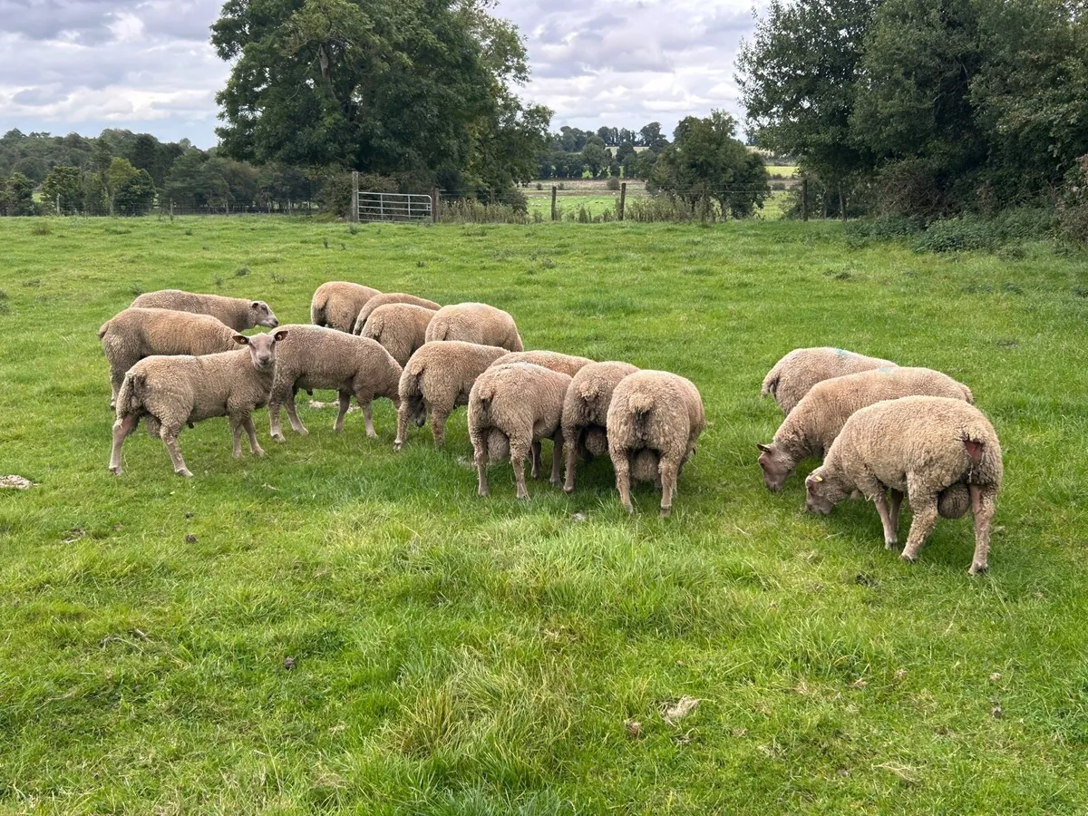 Pedigree registered Charollais ram lambs - Image 2
