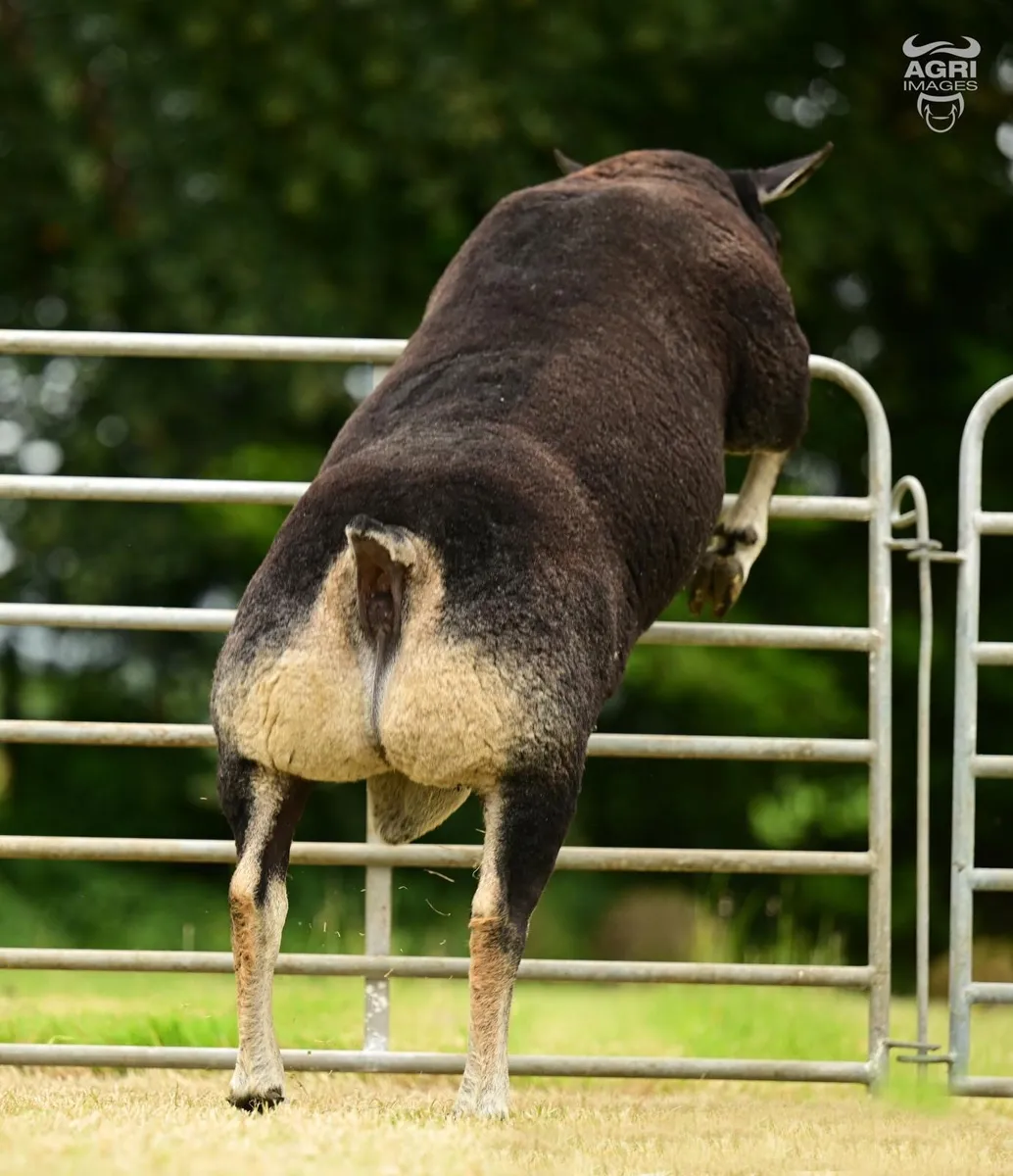 Shearling Rams For Sale - Image 1