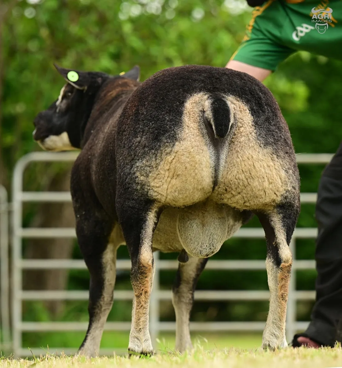 Shearling Rams For Sale - Image 2