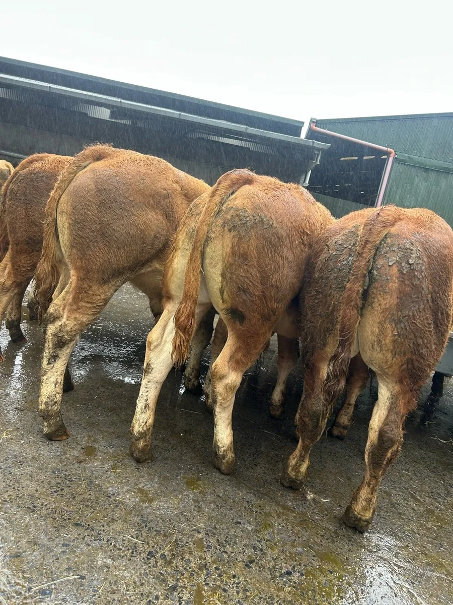 Top grade bull weanlings - Image 1