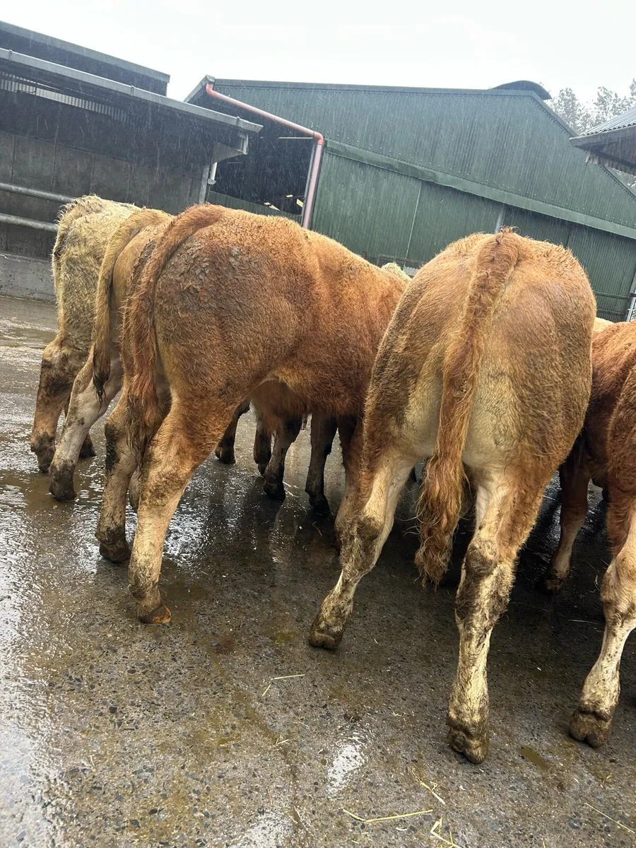 Top grade bull weanlings - Image 2