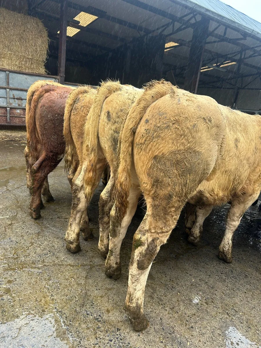 Top grade bull weanlings - Image 3