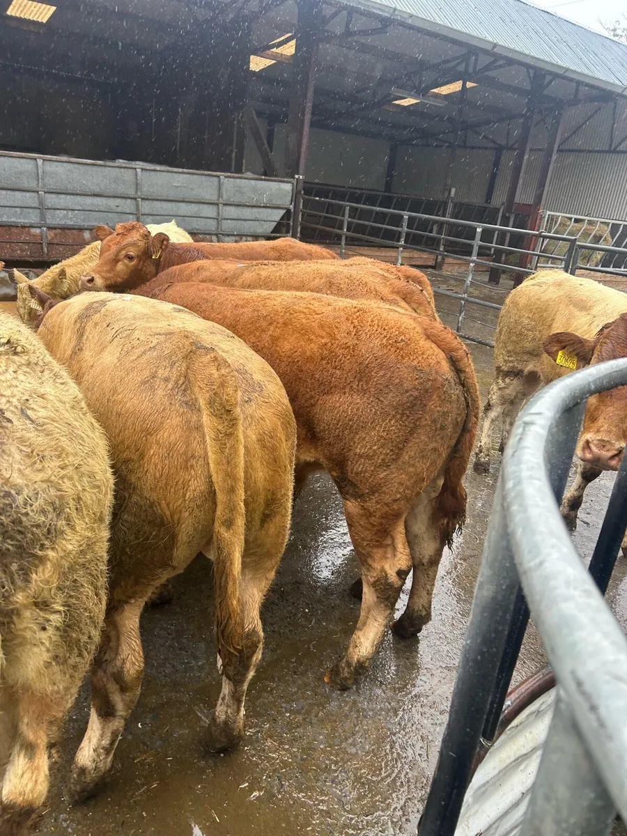 Top grade bull weanlings - Image 4