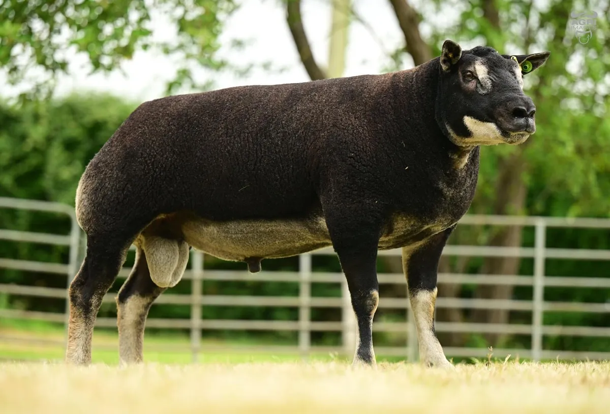 Shearling Rams For Sale - Image 3