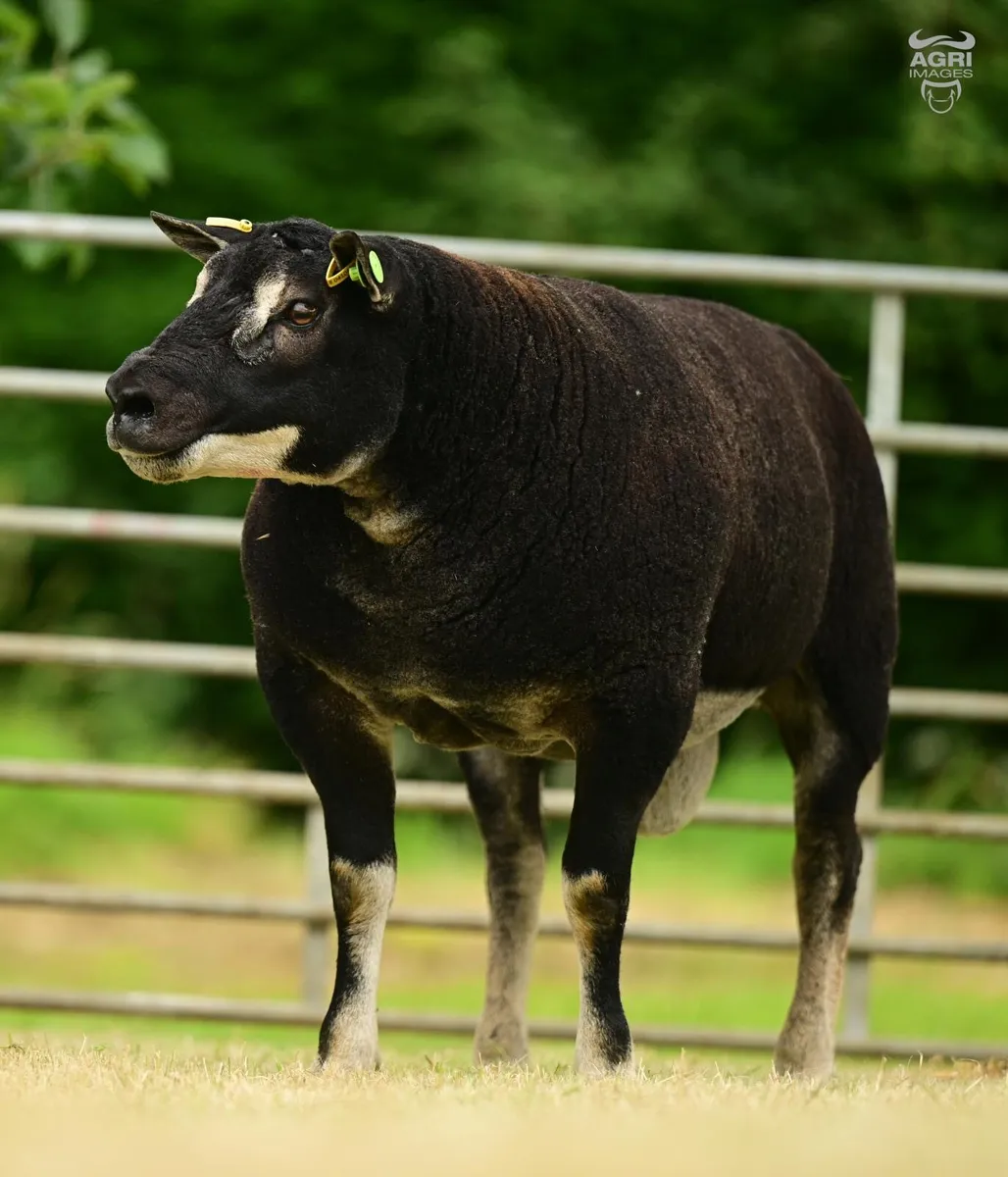 Shearling Rams For Sale - Image 4