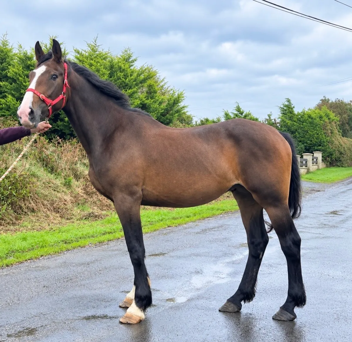 16.2 gelding - Image 1