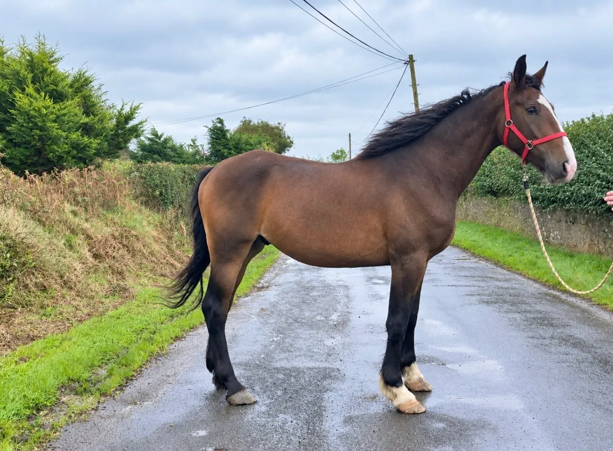 16.2 gelding - Image 2