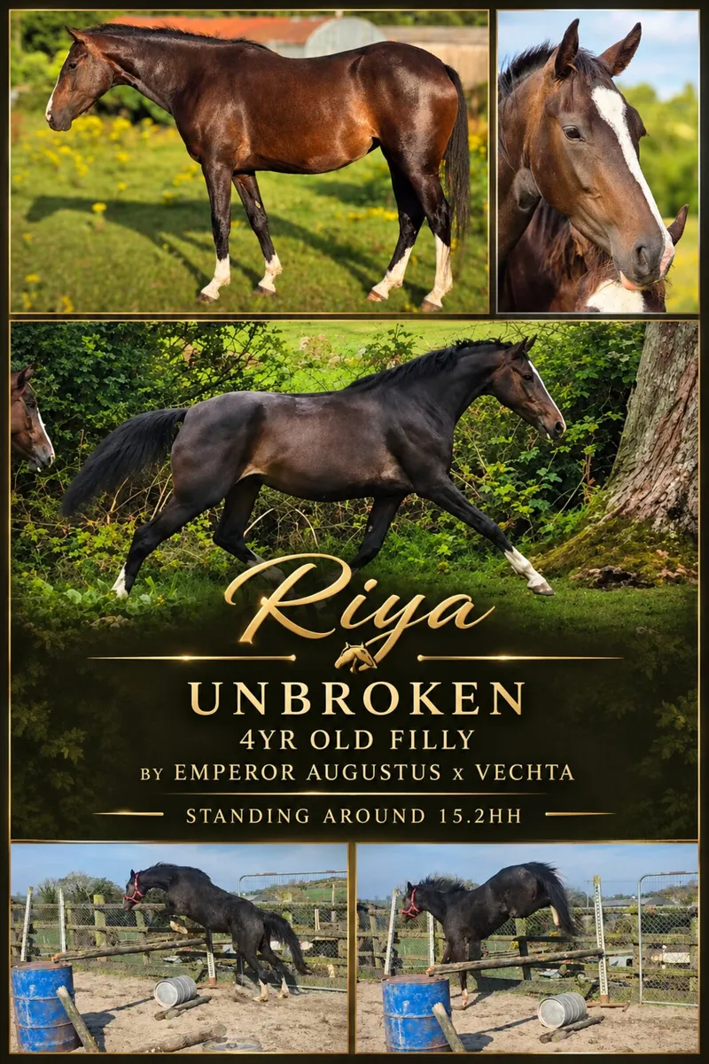 Unbroken 4yr old filly.  Videos available on reque - Image 1