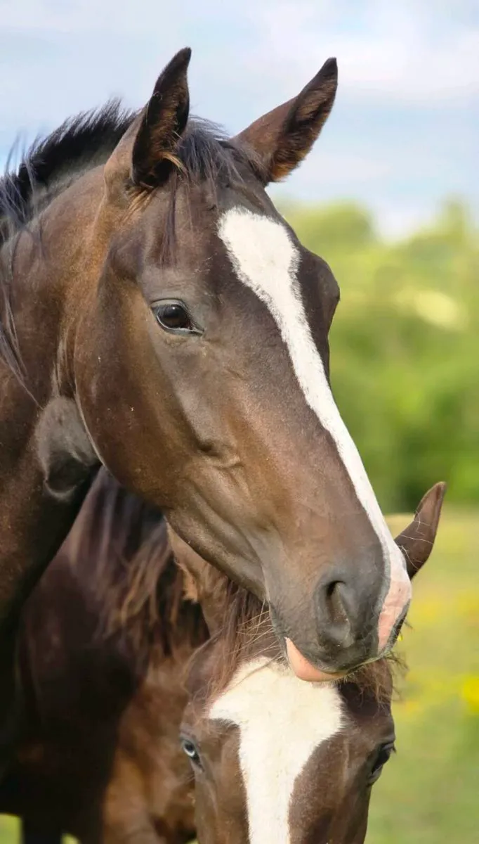 Unbroken 4yr old filly.  Videos available on reque - Image 2