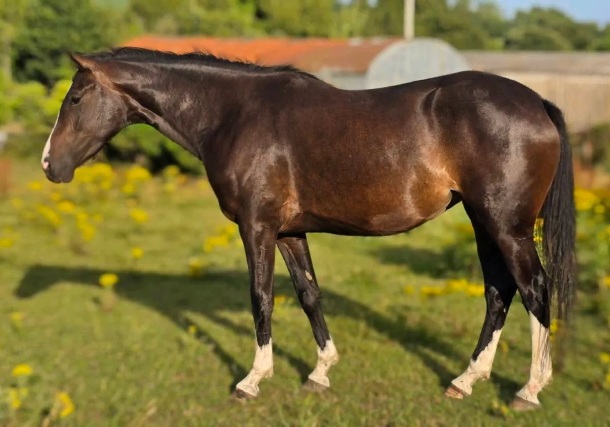 Unbroken 4yr old filly.  Videos available on reque - Image 3