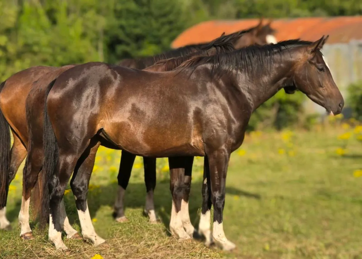 Unbroken 4yr old filly.  Videos available on reque - Image 4