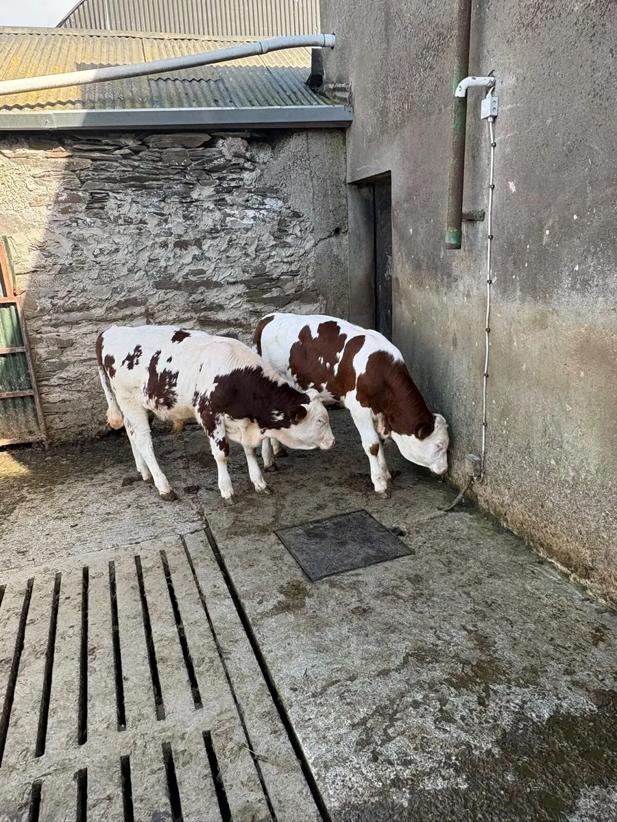 PB Mont Beliarde Bulls - Image 1