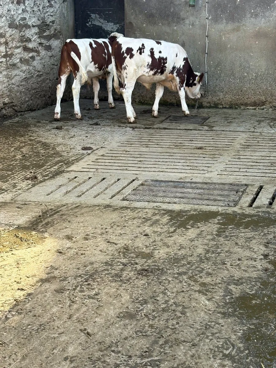 PB Mont Beliarde Bulls - Image 2