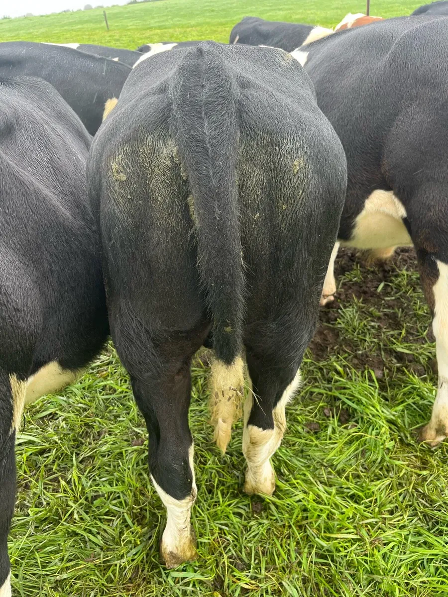 Friesian Male Weanlings - Image 1
