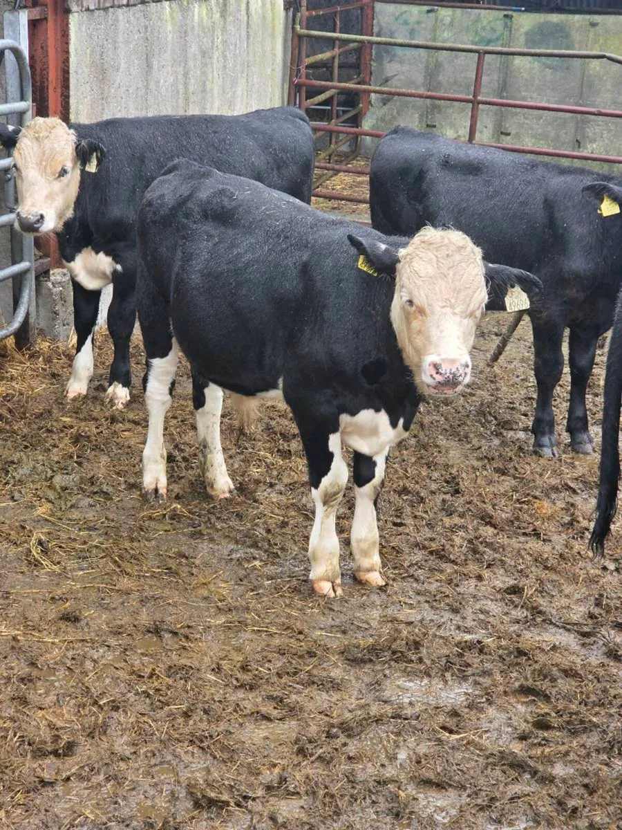 Cattle - Image 1