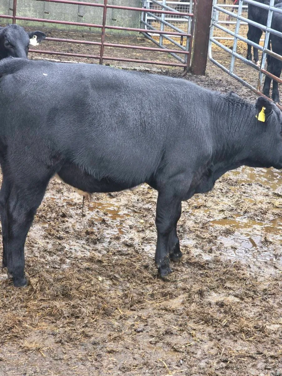 Cattle - Image 2
