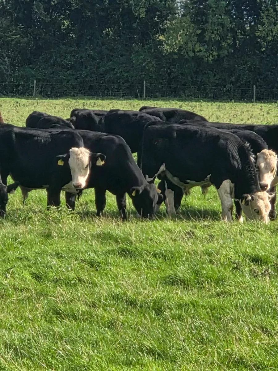 Cattle - Image 3