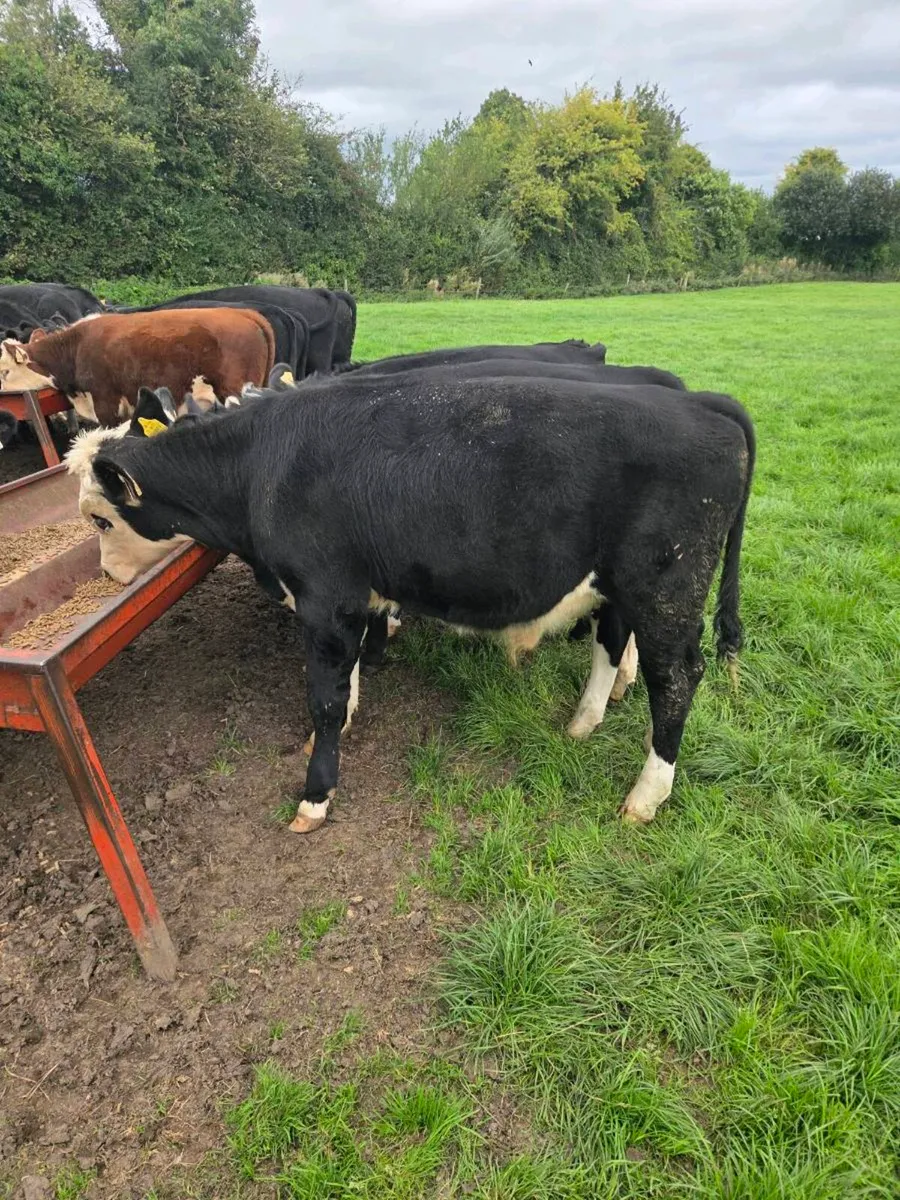 Cattle - Image 4