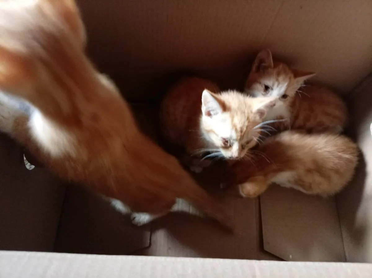 Beautiful kittens - Image 2