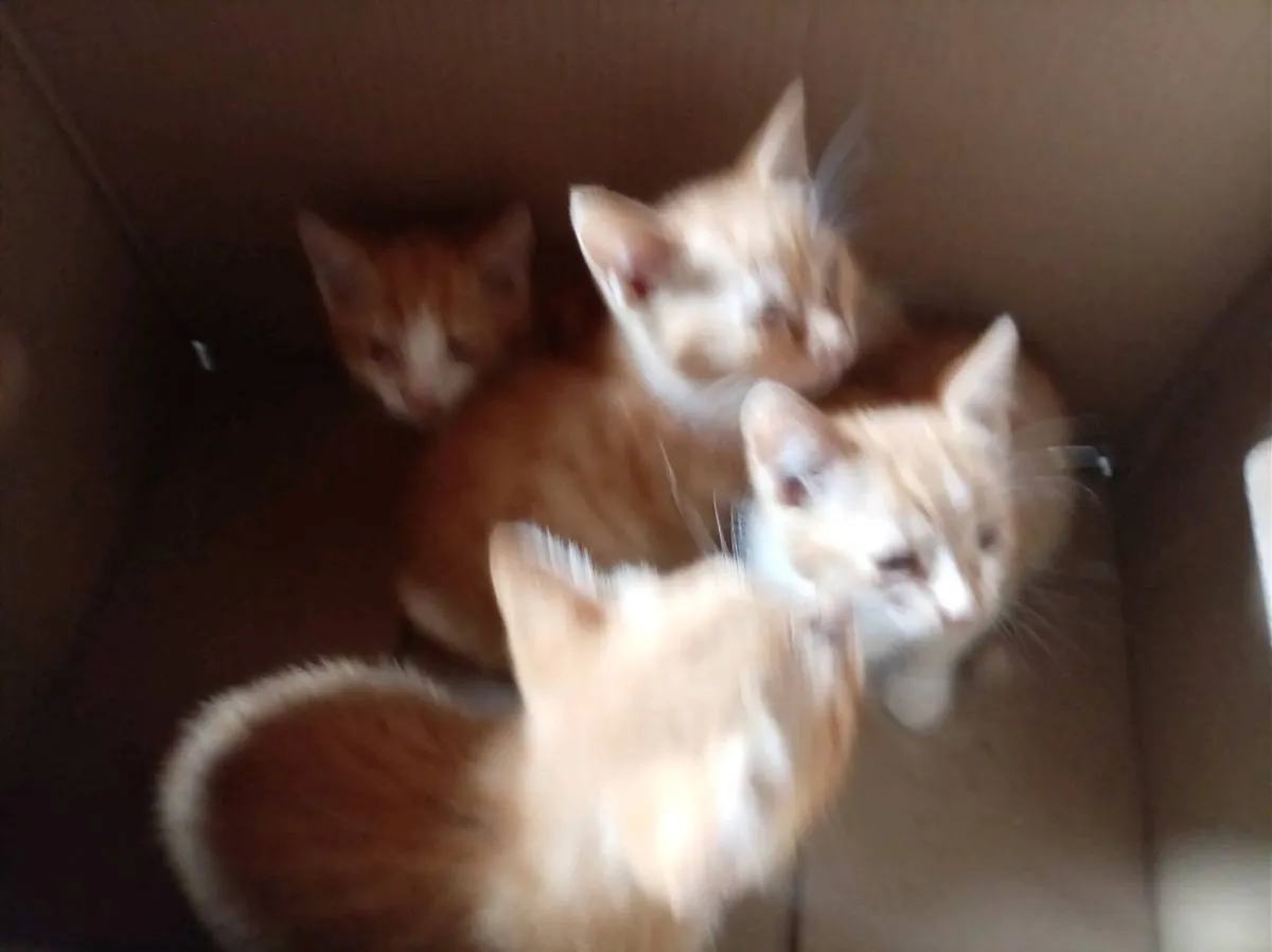 Beautiful kittens - Image 1