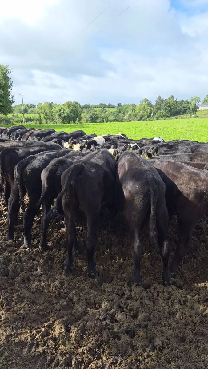 Angus weanlings - Image 4