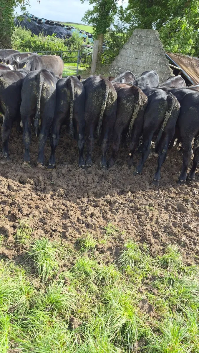 Angus weanlings - Image 2