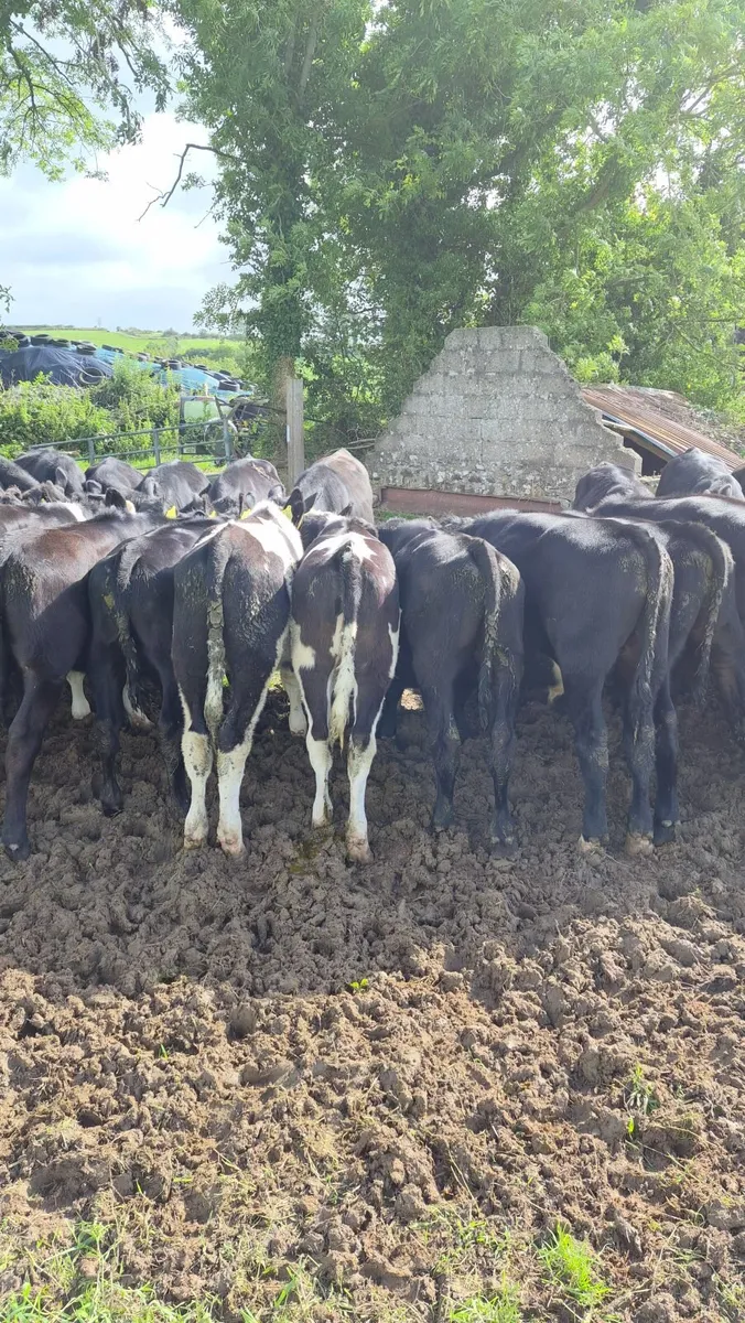 Angus weanlings - Image 3
