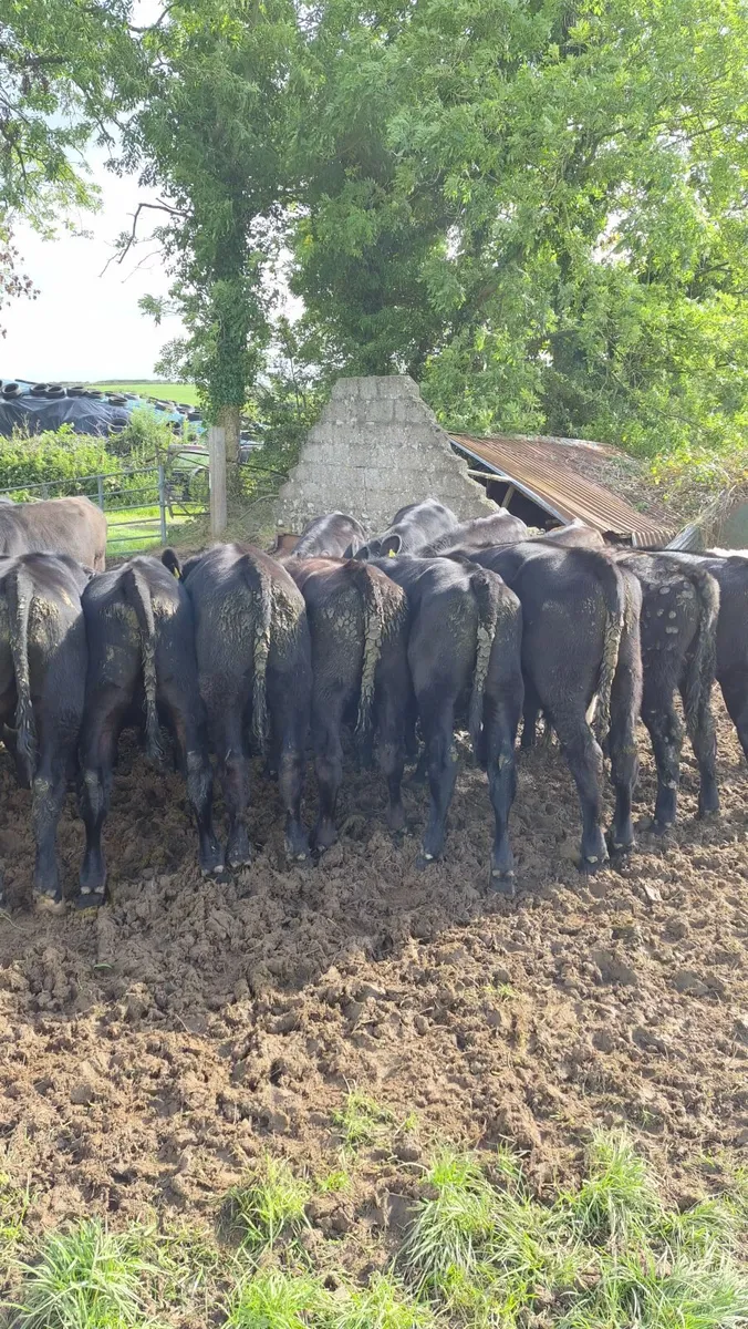 Angus weanlings - Image 1