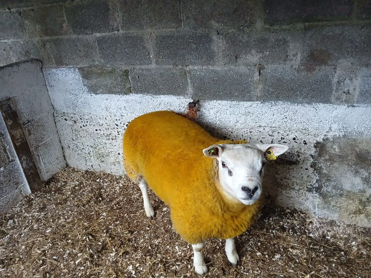 PBR Texel Ram Lamb for sale - Image 3