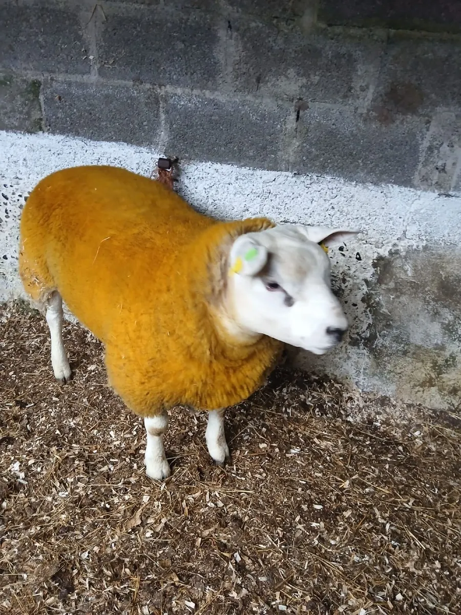 PBR Texel Ram Lamb for sale - Image 4