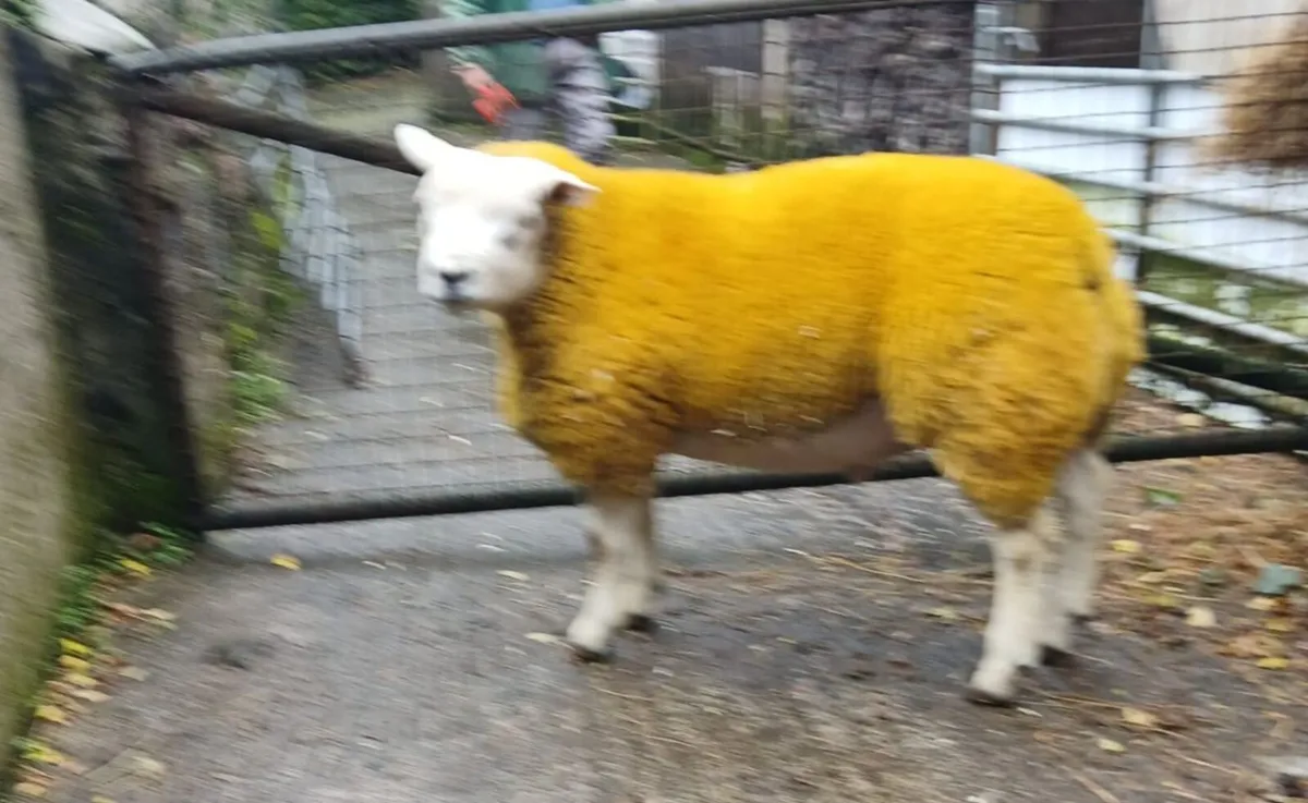 PBR Texel Ram Lamb for sale - Image 1