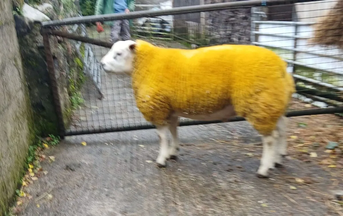 PBR Texel Ram Lamb for sale - Image 2