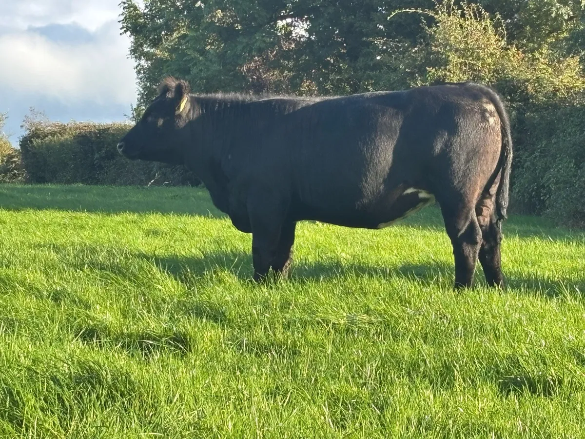 Heifers - Image 2