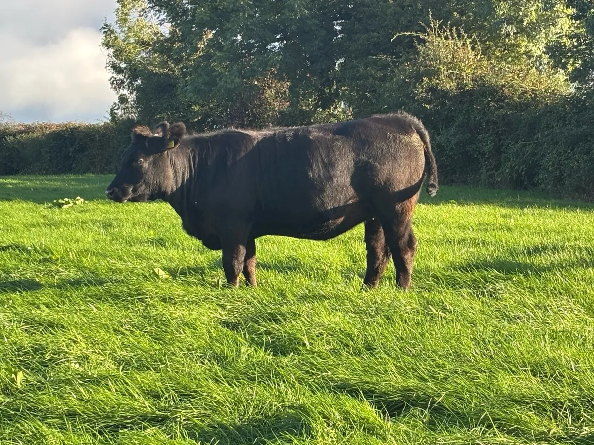 Heifers - Image 3