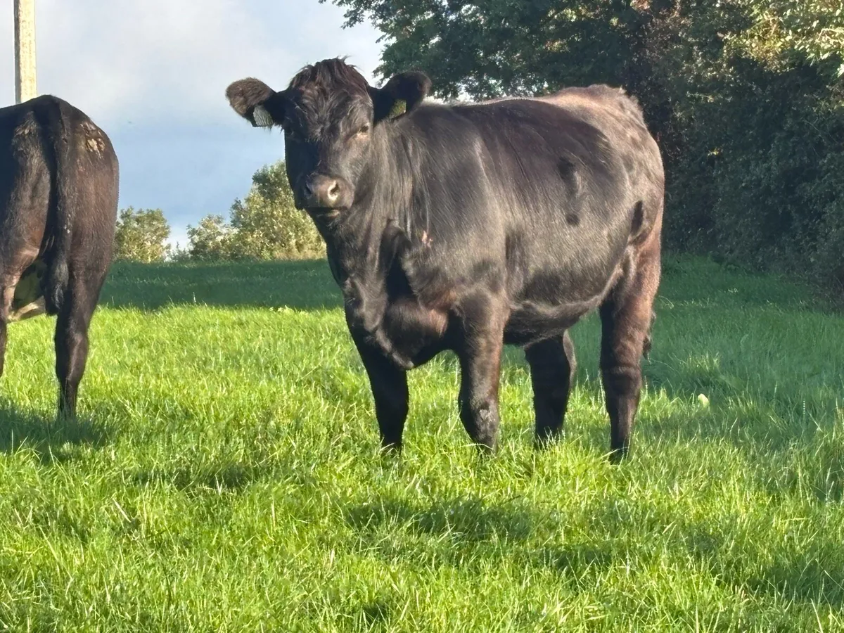 Heifers - Image 4