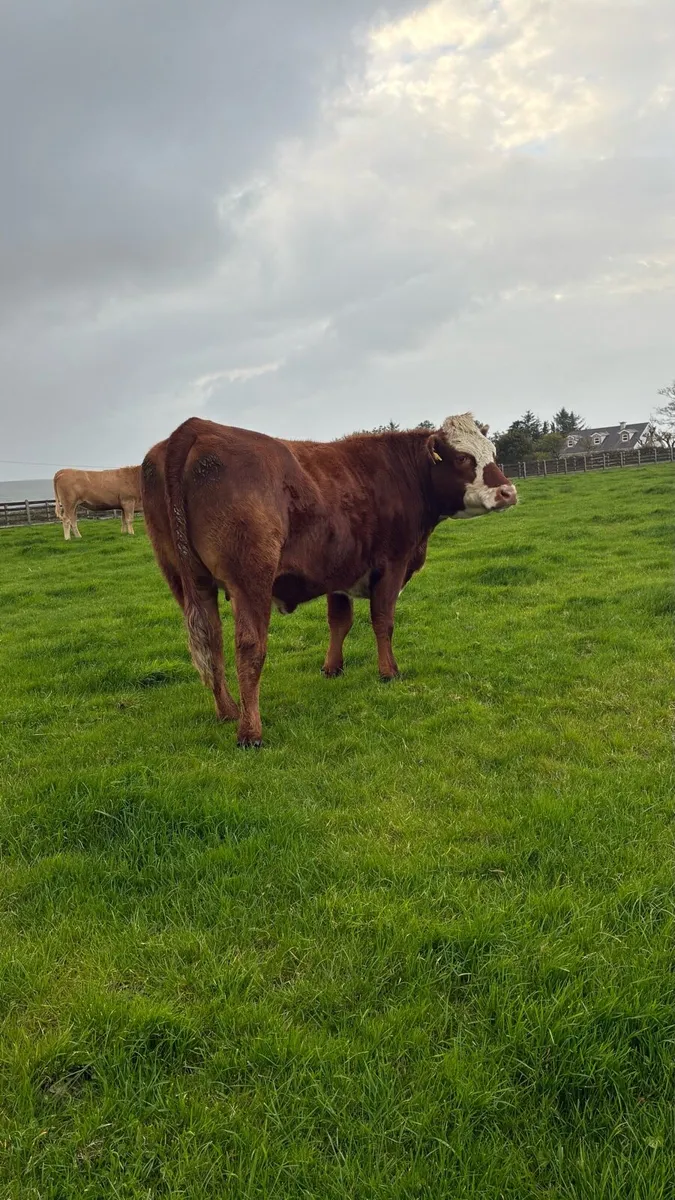 Springing Heifer - Image 4