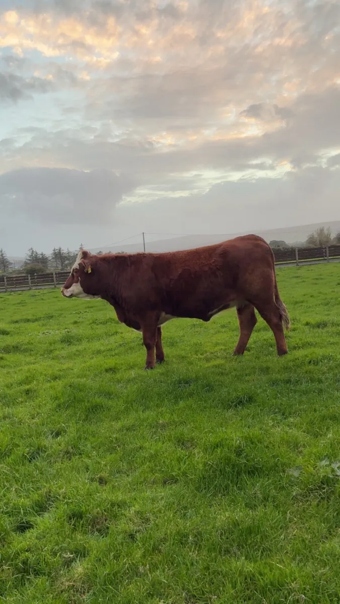Springing Heifer - Image 1