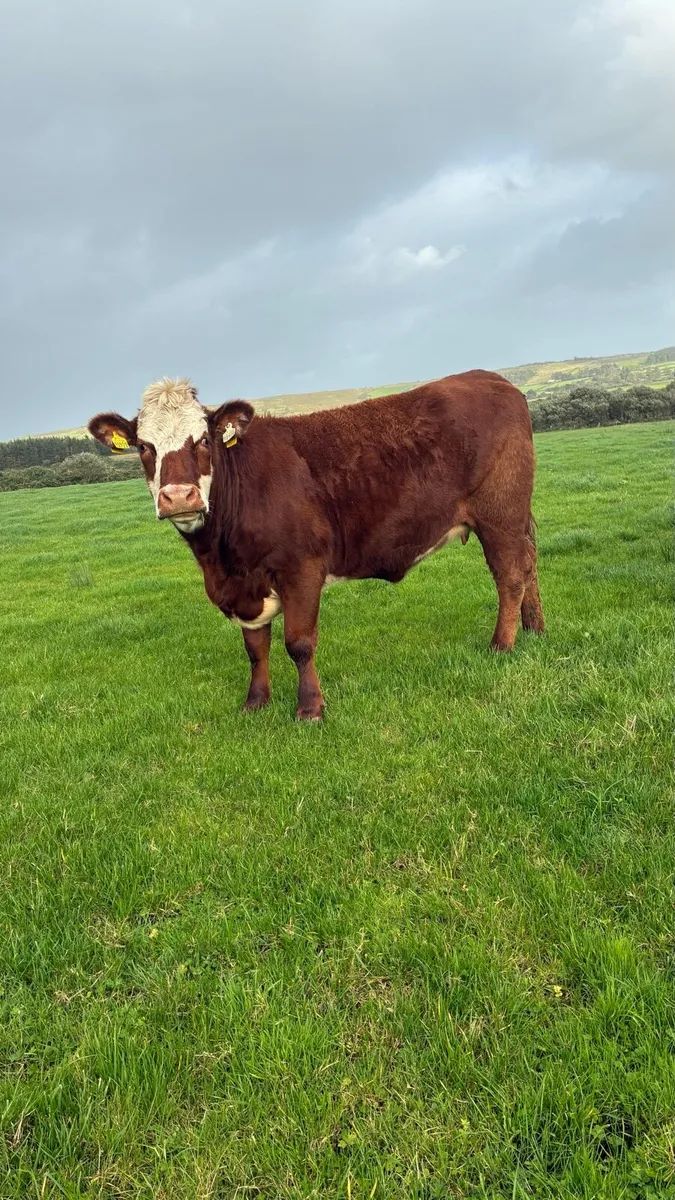 Springing Heifer - Image 2