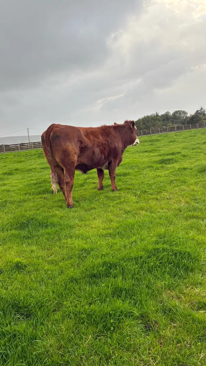 Springing Heifer - Image 3
