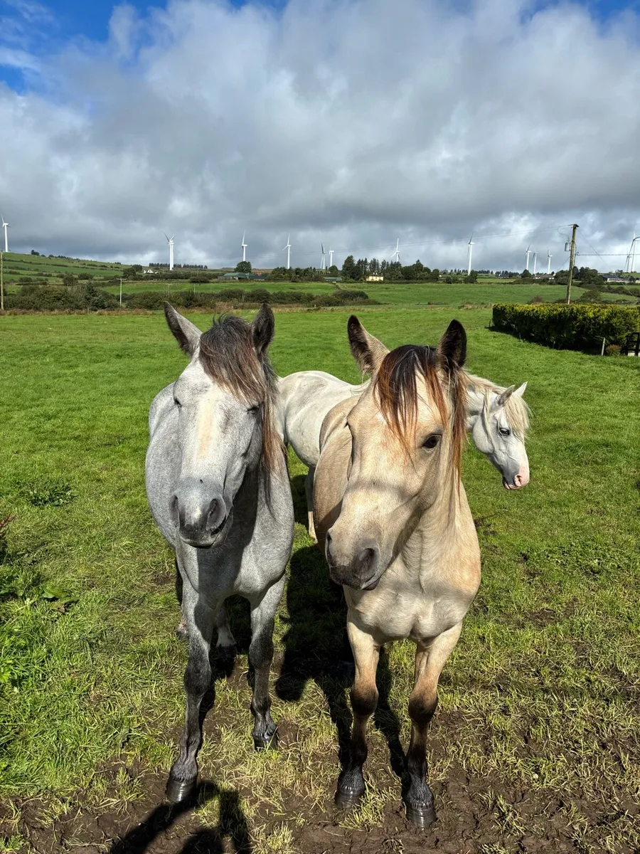 Connemara pony - Image 1
