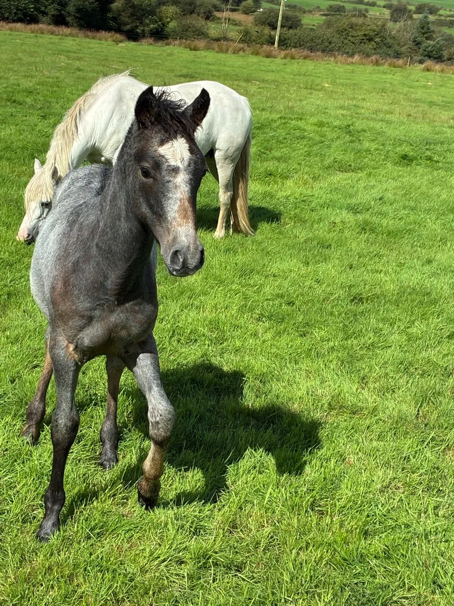 Connemara pony - Image 4