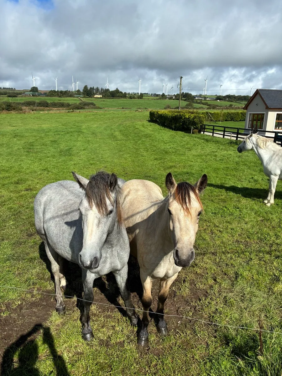 Connemara pony - Image 2