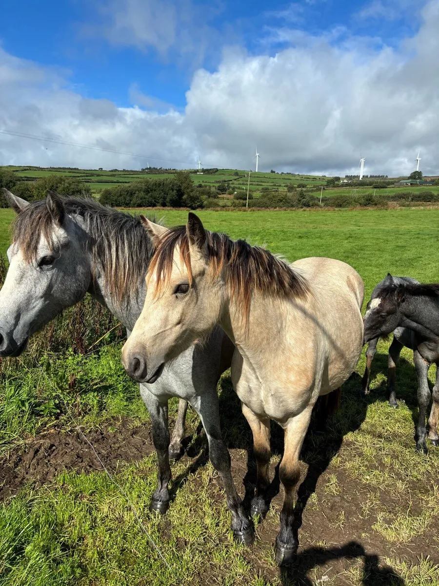 Connemara pony - Image 3