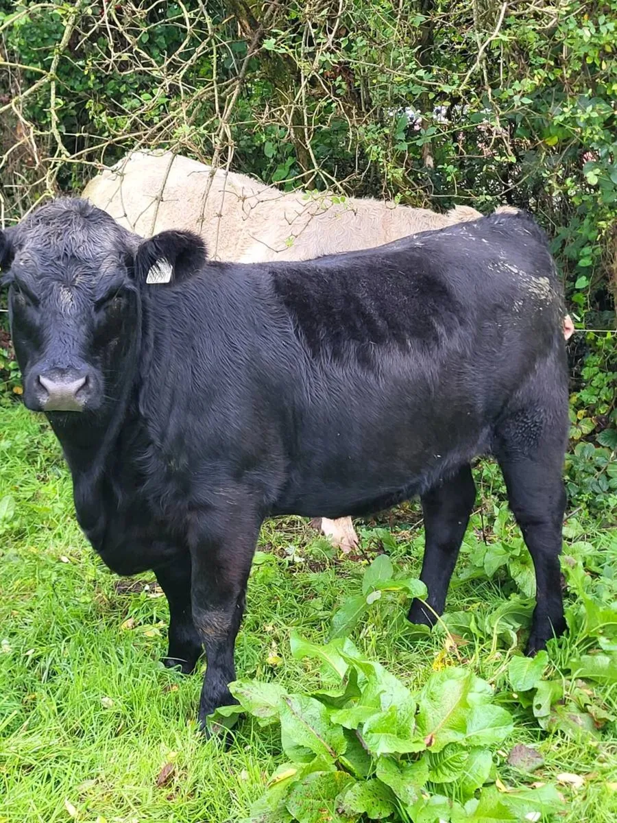 Mohill mart Saturday - Image 4