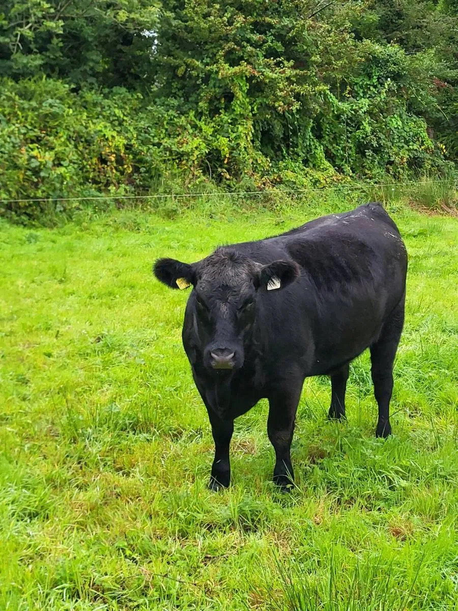 Mohill mart Saturday - Image 2