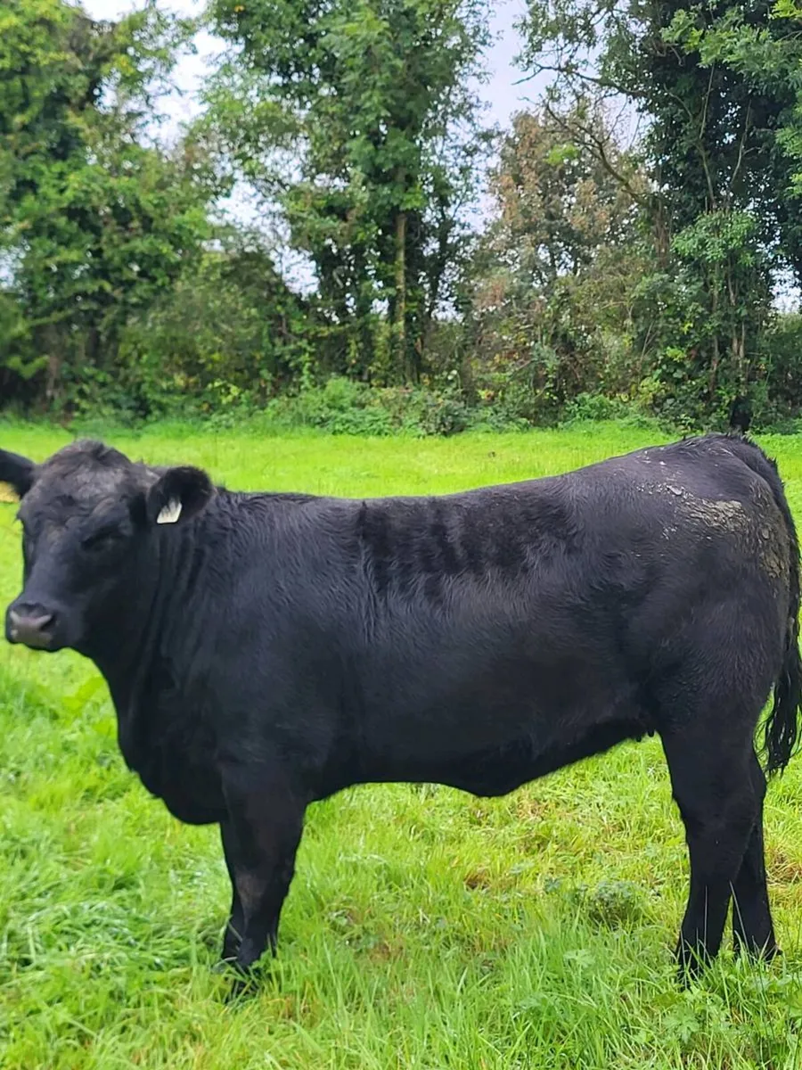 Mohill mart Saturday - Image 1